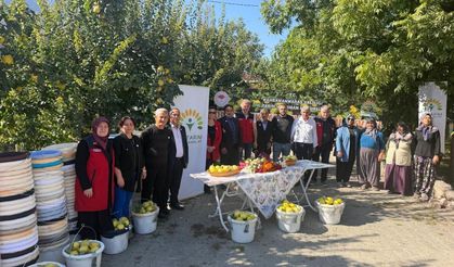 Kahramanmaraş'ta ayva üreticilerine hasat desteği!
