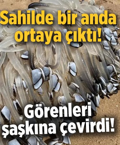 Sahilde bir anda ortaya çıktı! Görenleri şaşkına çevirdi