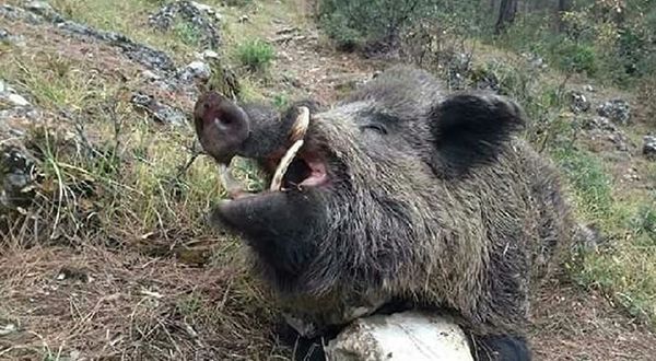 Adana'da yaban domuzu öldürüldü