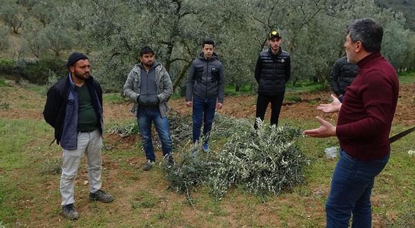 Bursa'da köyün gençleri evden çıkamayan yaşlıların ağaçlarını buduyor