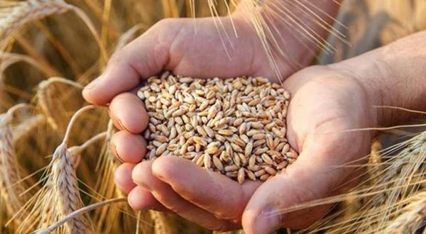 Arpa, buğday ve mısırda gümrük vergisi Nisan'a kadar sıfırlandı!