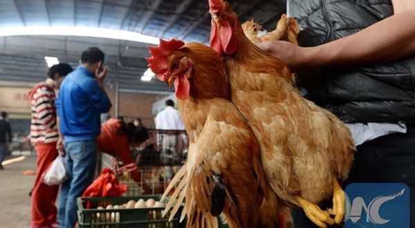 Çin'de ilk kez bir insana H10N3 kuş gribi tanısı kondu