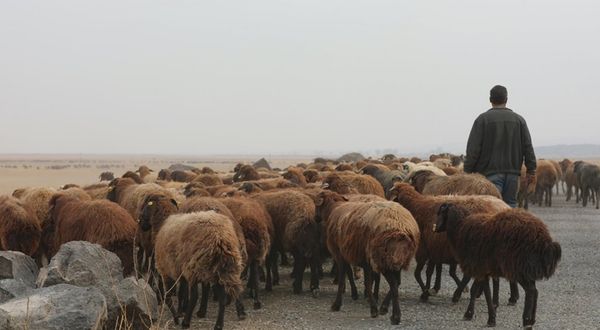 Eskişehir'de fuhuş karşılığı 3 koyun alan kadın yakalandı