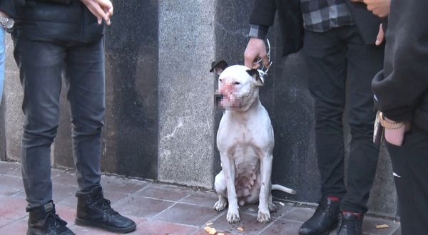 Samsun’da sahipsiz pitbull ile sokak köpeği birbirine girdi!