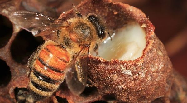Binbir derde deva olan arı sütü ne işe yarar?