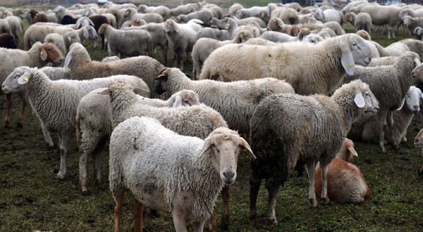 Şanlıurfa'da 17 koyun gözaltına alındı!