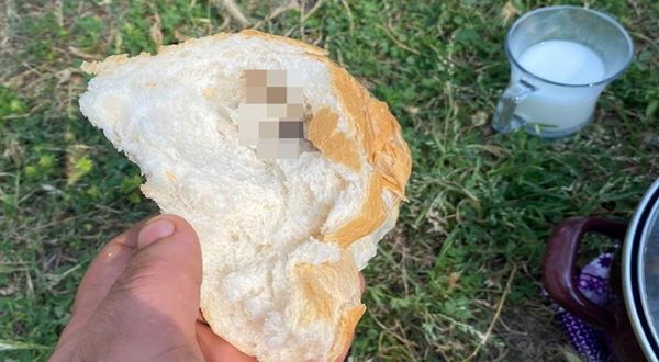 Antalya'da mide bulandıran görüntüler! Ekmeğin içinden fare çıktı