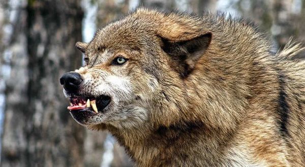 Ormanda baskın yapan kurt, yakaladığı çocuğu boğazından parçalayarak öldürdü