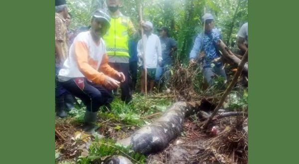 Endonezya'daki ormanda korkunç olay! Haber alınamayan kadın, pitonun midesinden çıktı