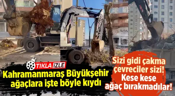 Kahramanmaraş Büyükşehir Belediyesi'nden ağaç katliamı