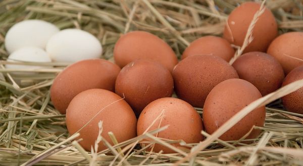 Kuş gribi salgını ve enflasyon: Yumurta fiyatları kanatlandı