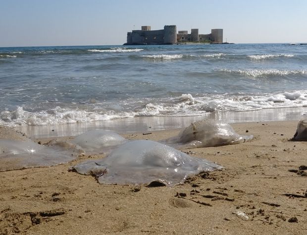 Akdeniz kıyılarını bastı! Yüzlercesi sahile vurdu, vatandaşlar aldırış etmeden yüzdü