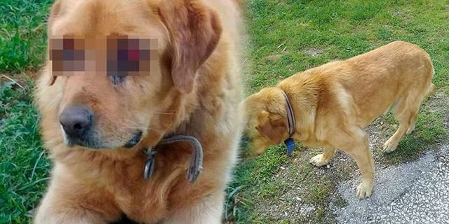 Kan donduran olay! Tokat'ta köpeğin gözlerini oydular