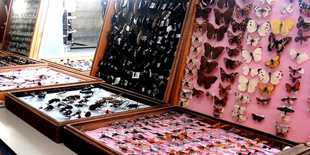 Kahramanmaraş'ta böcek müzesi! 25 yılda 3 bin böcek topladı