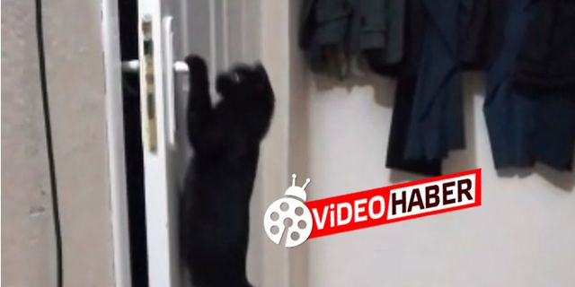 Kahramanmaraş'ta patisiyle kapıyı açan kedi fenomen oldu