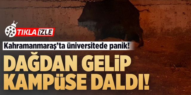 Kahramanmaraş'ta üniversiteyi yaban domuzu bastı