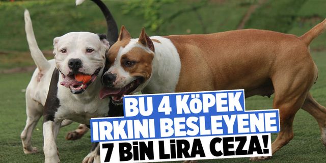 Bu 4 köpek ırkını besleyene 7 bin lira ceza!