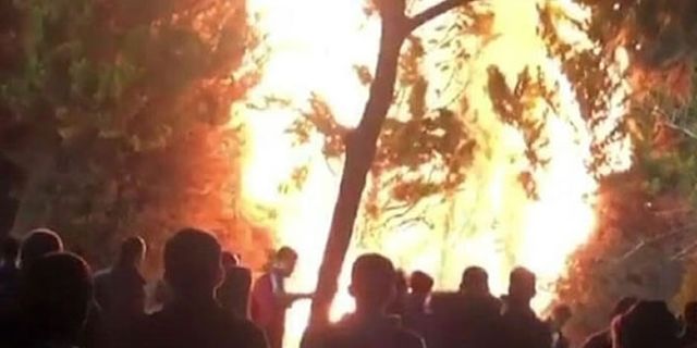 Akılalmaz olay! İzmir'de meydandaki ağaçlar yakıldı