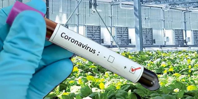 Kanadalı ilaç firması koronavirüs (Covid-19) aşısının hazır olduğunu duyurdu