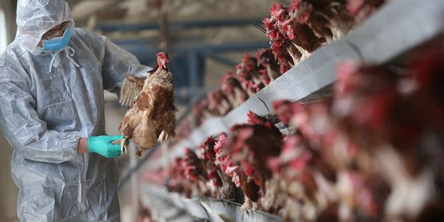 Dünya koronavirüsle pençeleşirken Türkiye'de 'kuş gribi' yeniden hortladı