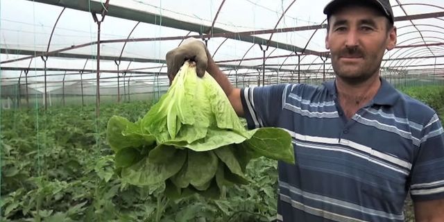 Kahramanmaraş'ta marul ve salatalık çiftçiyi sevindirdi!