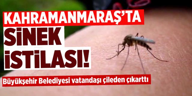 Kahramanmaraş'ta sinek şikayetleri arttı!