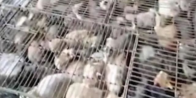Çin’de 'yemek' için kafeslerde tutulan 700 kedi kurtarıldı!