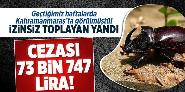Bu böceği izinsiz toplayan yandı! 73 bin lira cezası var