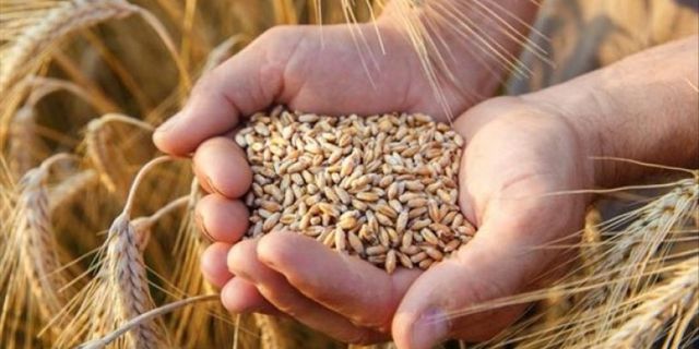 Buğday ithalatında gümrük vergisi sıfırlandı