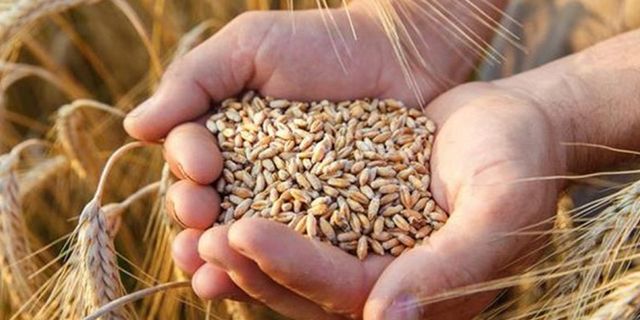 Arpa, buğday ve mısırda gümrük vergisi Nisan'a kadar sıfırlandı!