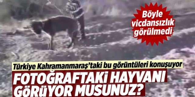 Kahramanmaraş'ta hayvana şiddet alçaklığı