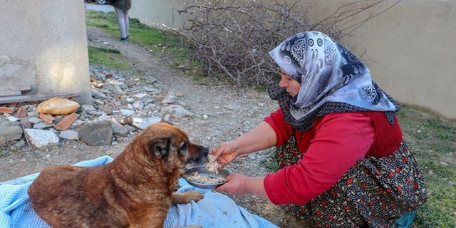Edirne'de veterinere götürülen köpeğin vücudunda yüzlerce saçma bulundu