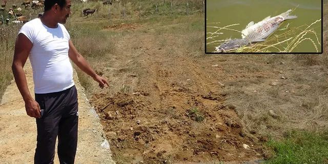İstanbul'da ölen balıklar iş makinesiyle toprağa gömüldü iddiası