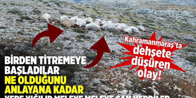 Kahramanmaraş'ta yıldırım düştü: 82 kurbanlık koyun telef oldu