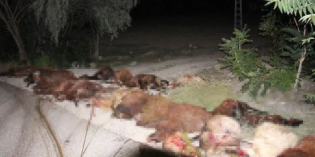 Erzurum'da korkunç olay! İki otomobil koyun sürüne çarptı: 40 koyun telef oldu