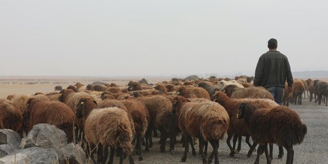 Eskişehir'de fuhuş karşılığı 3 koyun alan kadın yakalandı