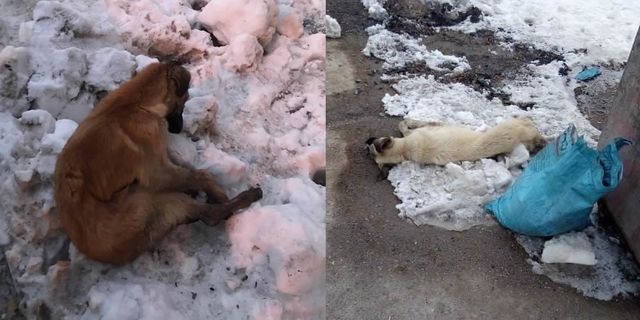 Kahramanmaraş'ta yürekleri sızlatan görüntü! Köpekler donarak öldü
