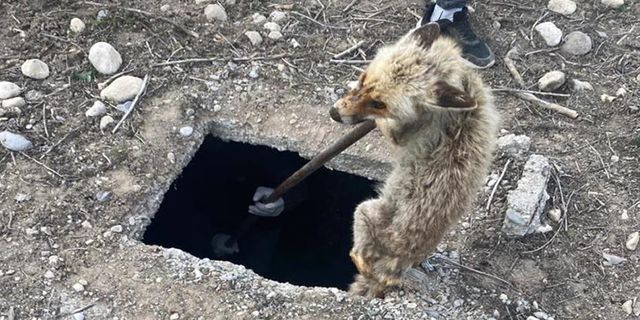 Kahramanmaraş'ta 3 metrelik kuyuya düşen tilki kurtarıldı