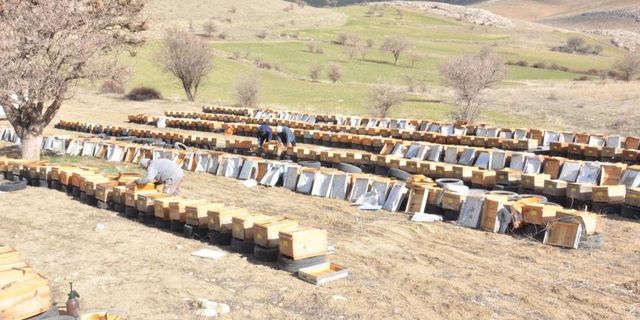 Kahramanmaraş'ta deprem milyonlarca arıyı telef etti