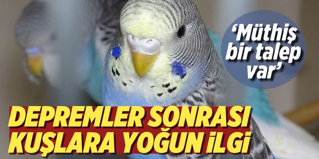 ‘Deprem kuşu' diye almaya başladılar: Ötücü kuşlara ilgi arttı