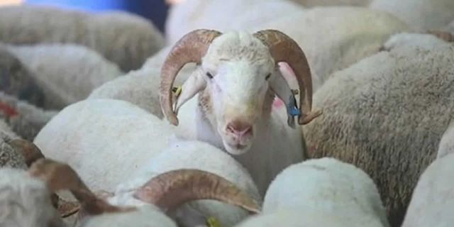 Kurban kesim fiyatı aldı başını gitti! İşte verilen yetkinin etkisi