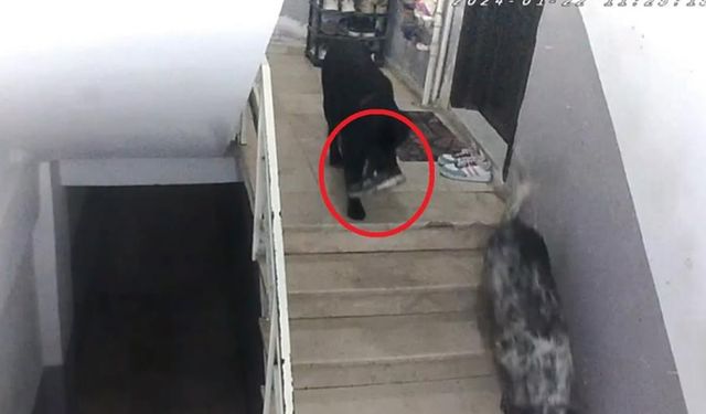 Gülümseten olay! Apartmana giren köpekler misafirin ayakkabısını çaldı
