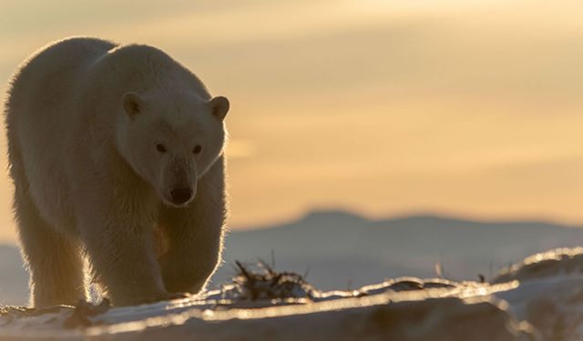 Dünyanın en uzak noktasına kadar yayılan virüs kutup ayılarını öldürdü