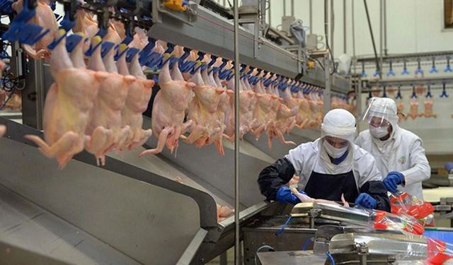 Tavuk ihracatının yasaklanmasına yönelik çalışma başlatıldı