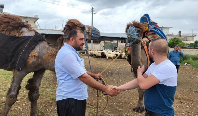 Fiyatları 200 ile 300 bin TL arasında değişen kurbanlık develer satılmaya başlandı