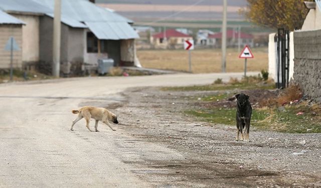 30 günün sonunda sahiplendirilmeyen köpekler uyutulacak