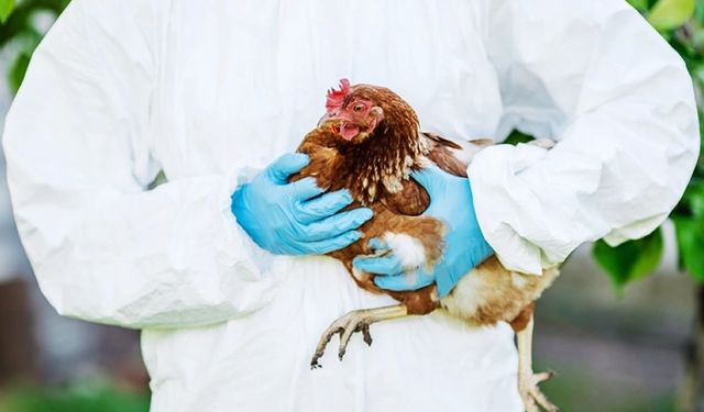 Kuş gribi (H5N1) virüsünün ilk kez bir insanı enfekte ettiği açıklandı