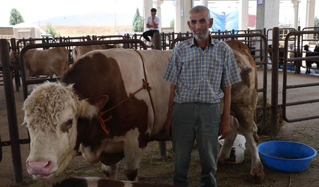 Kahramanmaraş'ta 900 kilogramlık tosun, 230 bin liraya alıcısını bekliyor