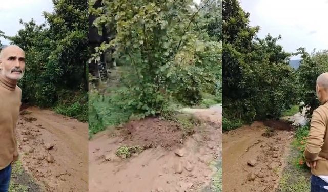 Ağaç adeta yürüdü gitti! İlginç görüntü kameraya yansıdı