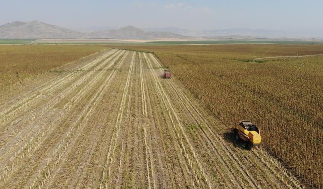 Kahramanmaraş’ta çerezlik ve yağlık ayçiçeği hasadı